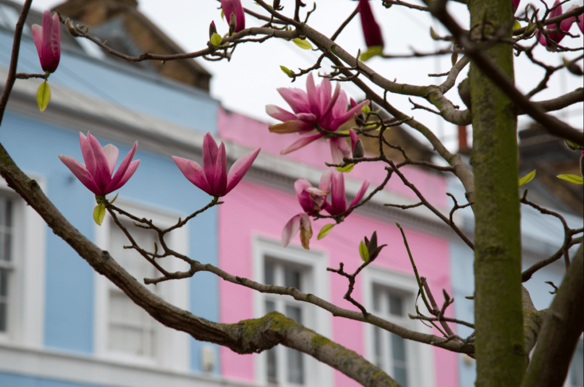 Colourful Houses of Notting Hill, London by Stephanie Sadler, Little Observationist