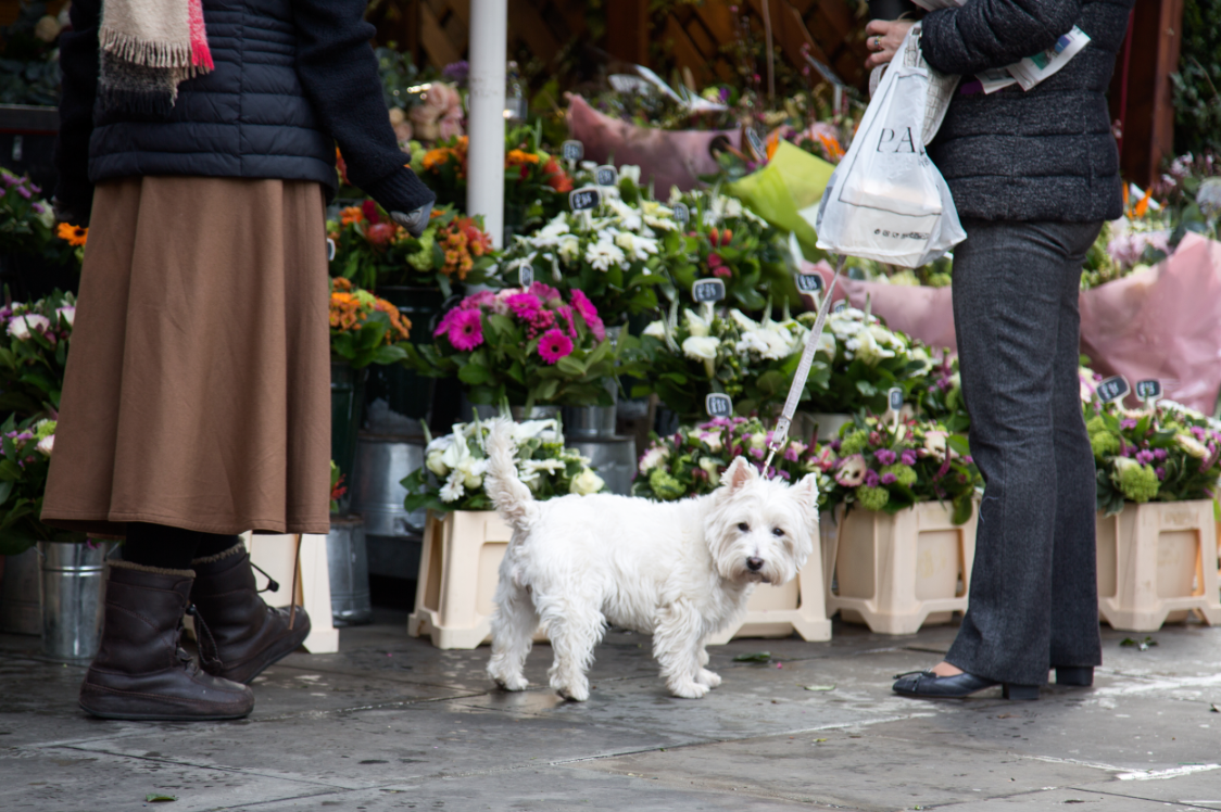 Chelsea, London by Stephanie Sadler, Little Observationist