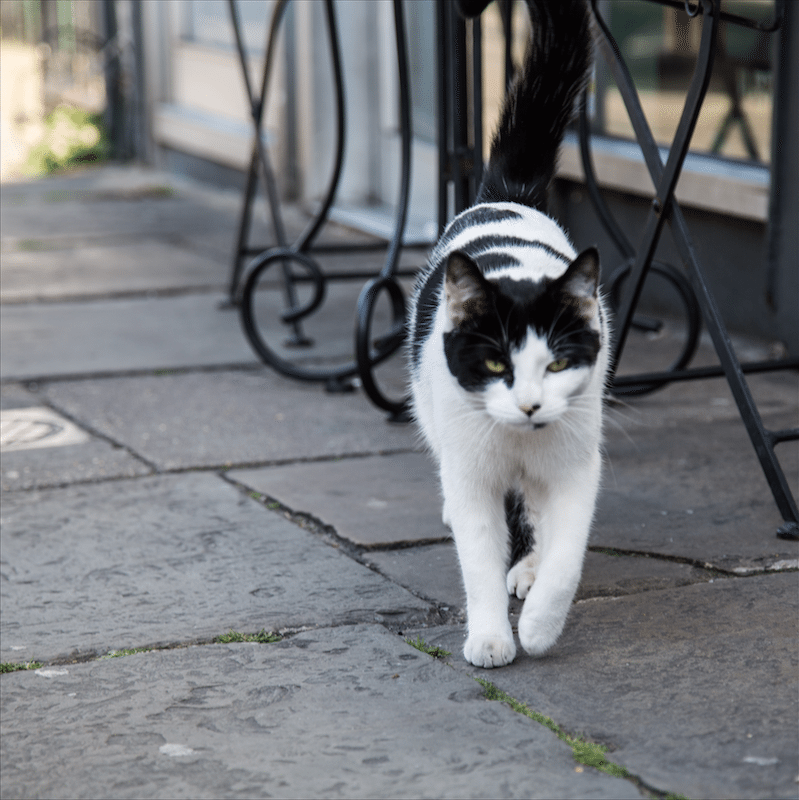 North London Walk by Stephanie Sadler, Little Observationist