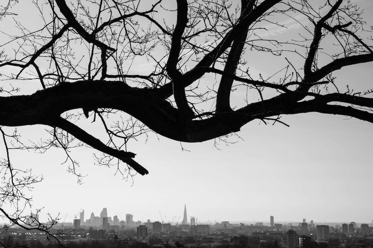 North London Walk by Stephanie Sadler, Little Observationist