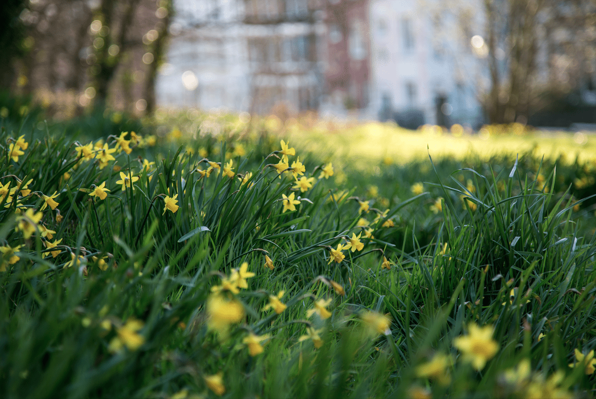 North London Walk by Stephanie Sadler, Little Observationist