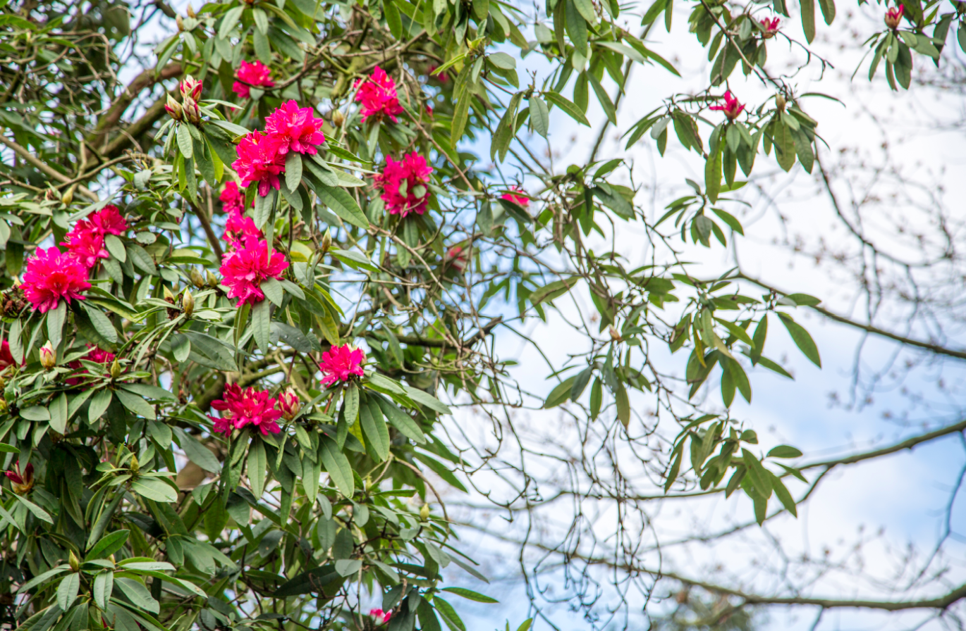 Holland Park by Stephanie Sadler, Little Observationist