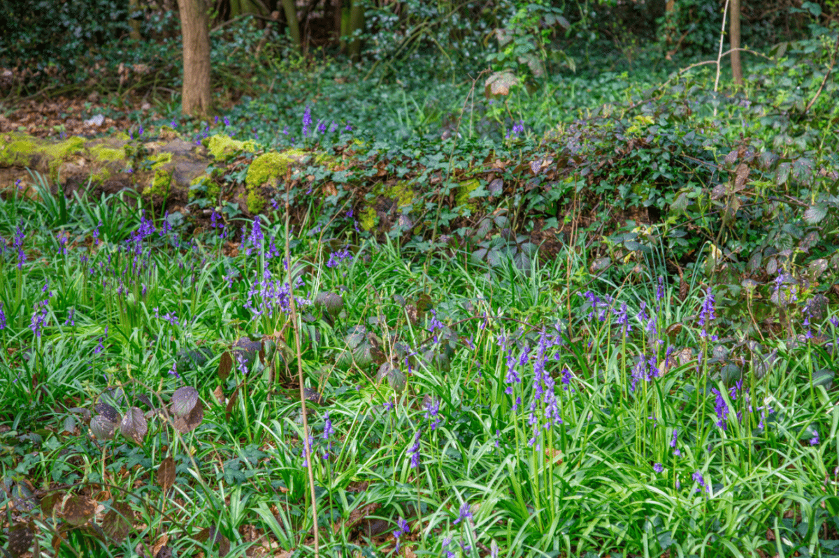 Holland Park by Stephanie Sadler, Little Observationist