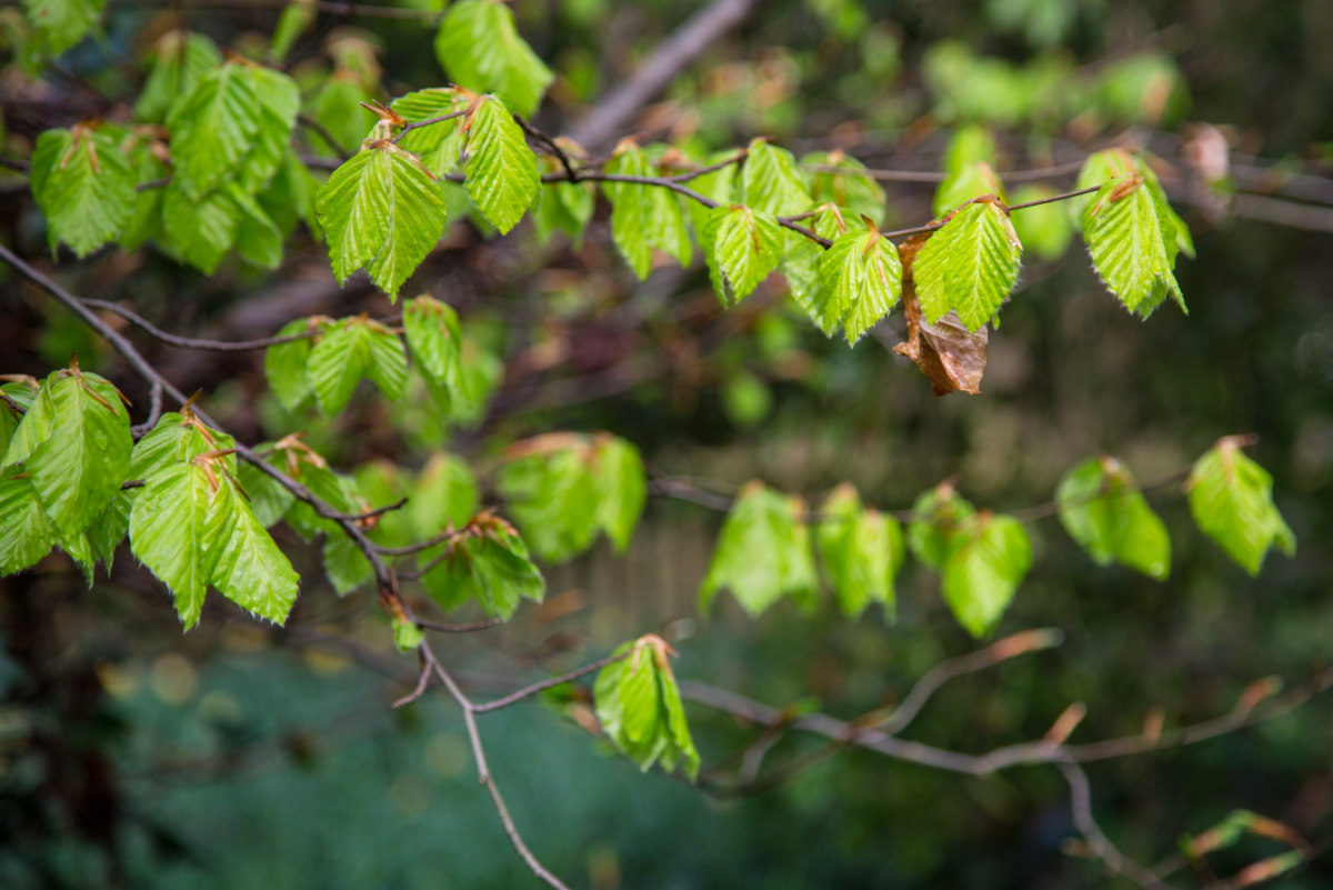 Holland Park by Stephanie Sadler, Little Observationist