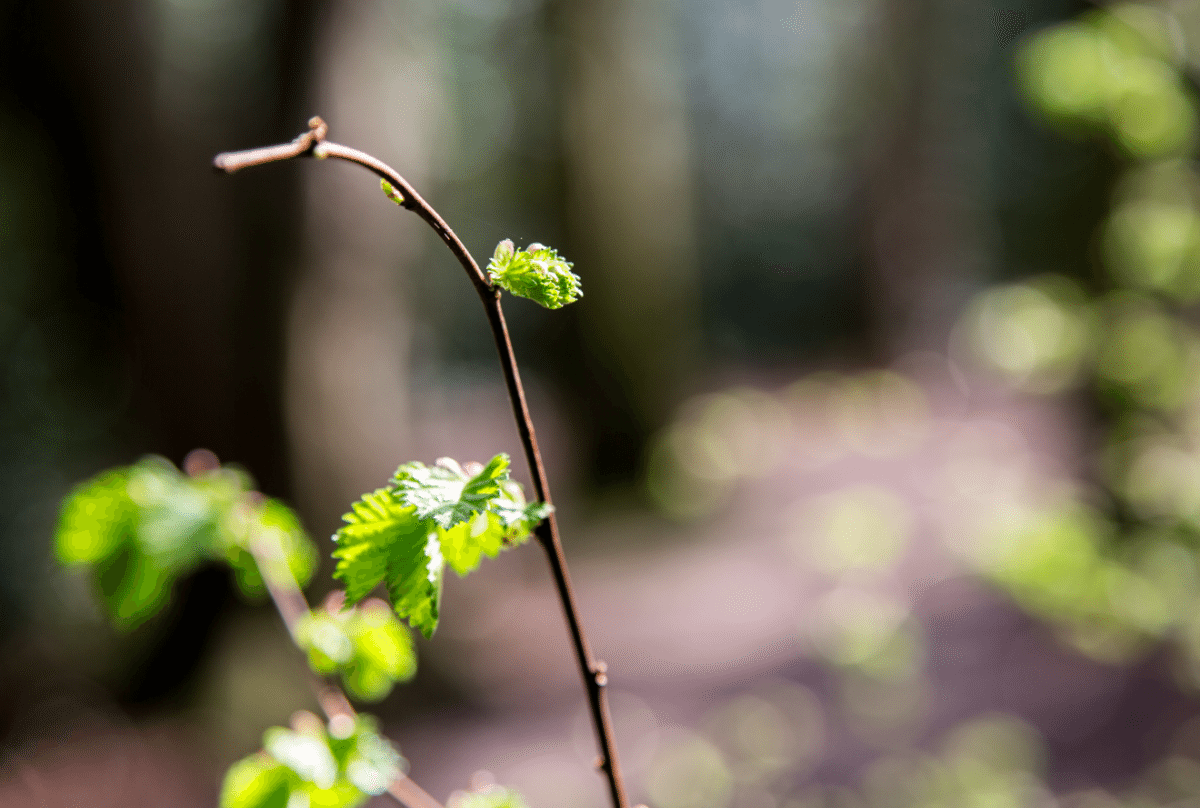 Holland Park by Stephanie Sadler, Little Observationist