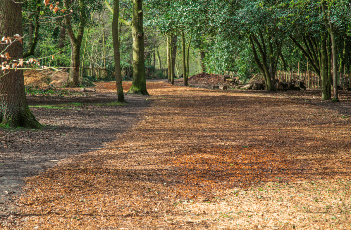 Holland Park by Stephanie Sadler, Little Observationist