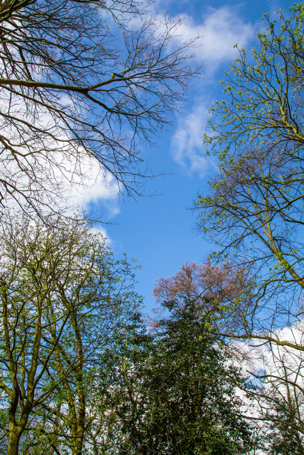 Holland Park by Stephanie Sadler, Little Observationist