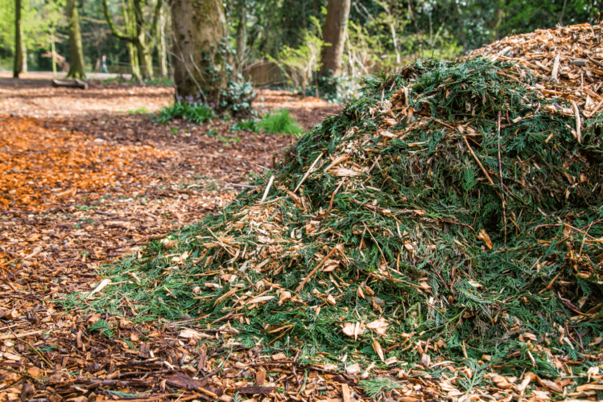 Holland Park by Stephanie Sadler, Little Observationist