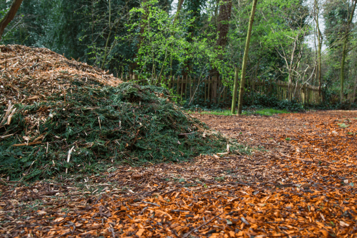 Holland Park by Stephanie Sadler, Little Observationist