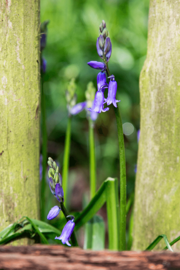 Holland Park by Stephanie Sadler, Little Observationist