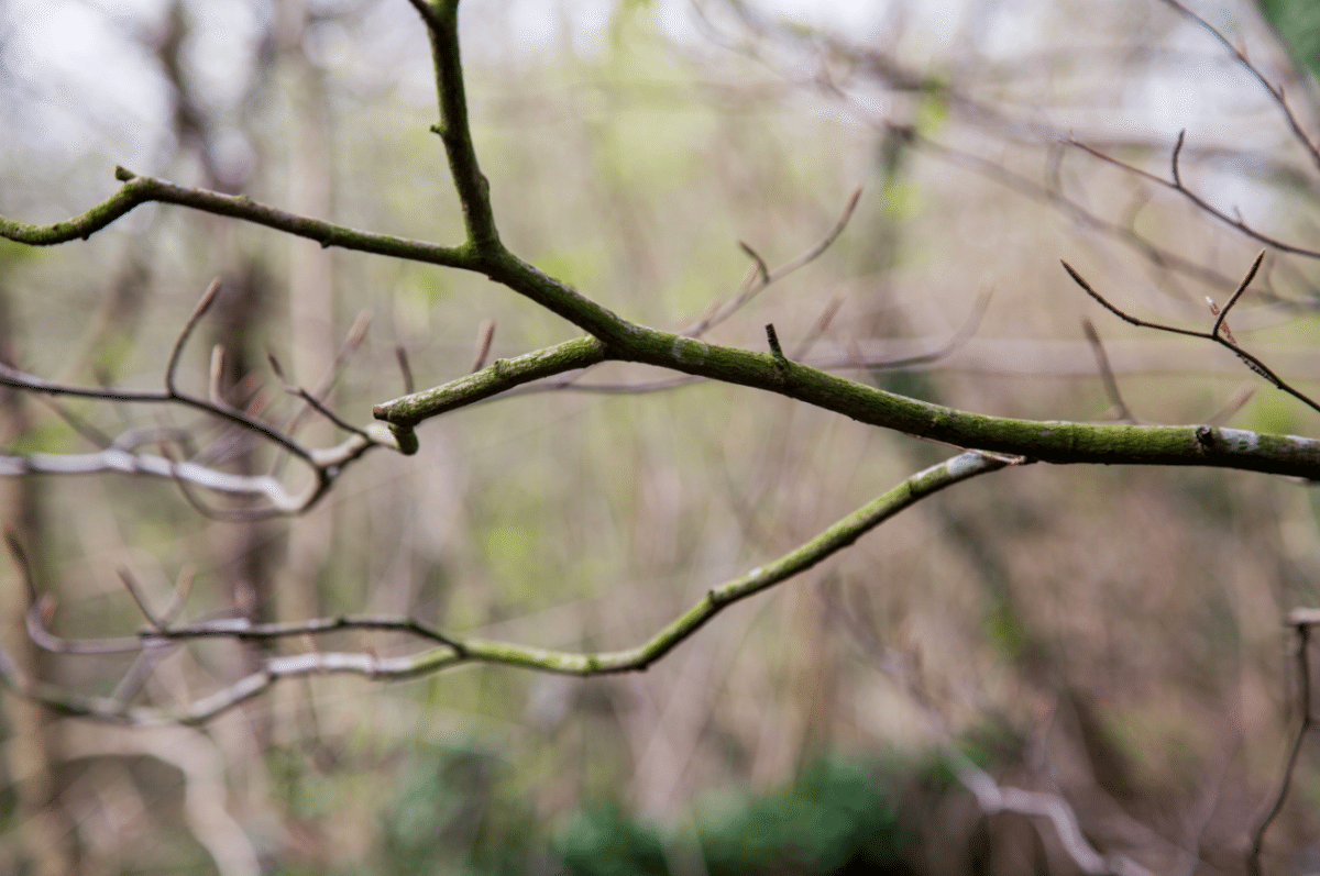 Holland Park by Stephanie Sadler, Little Observationist