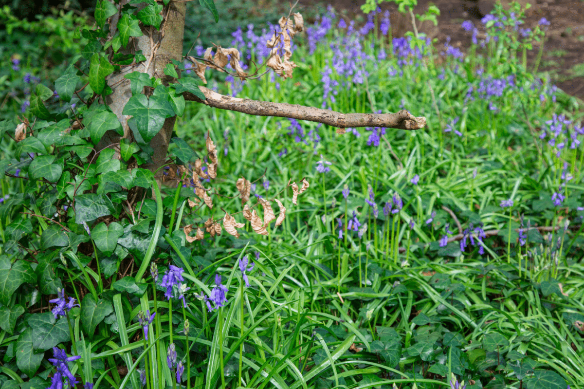 Holland Park by Stephanie Sadler, Little Observationist