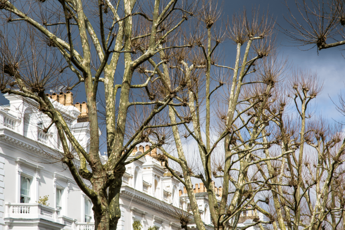 Holland Park by Stephanie Sadler, Little Observationist