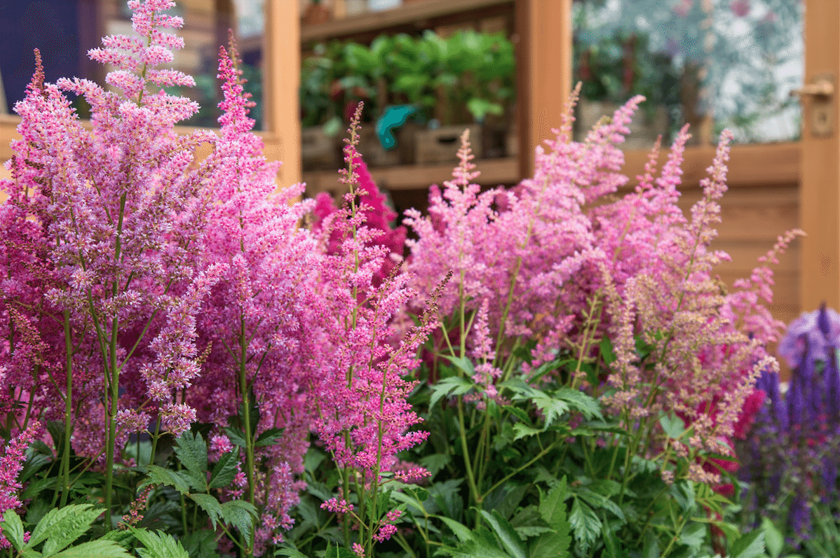 Chelsea Flower Show by Stephanie Sadler, Little Observationist