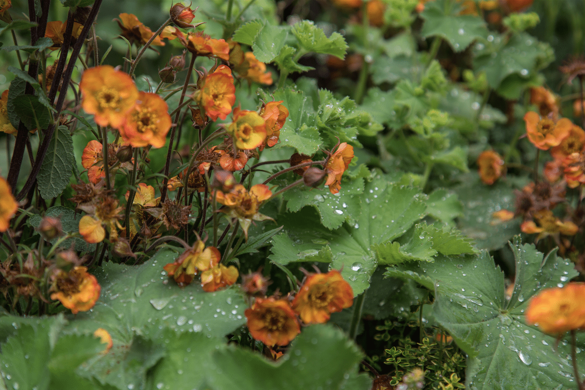 Chelsea Flower Show by Stephanie Sadler, Little Observationist