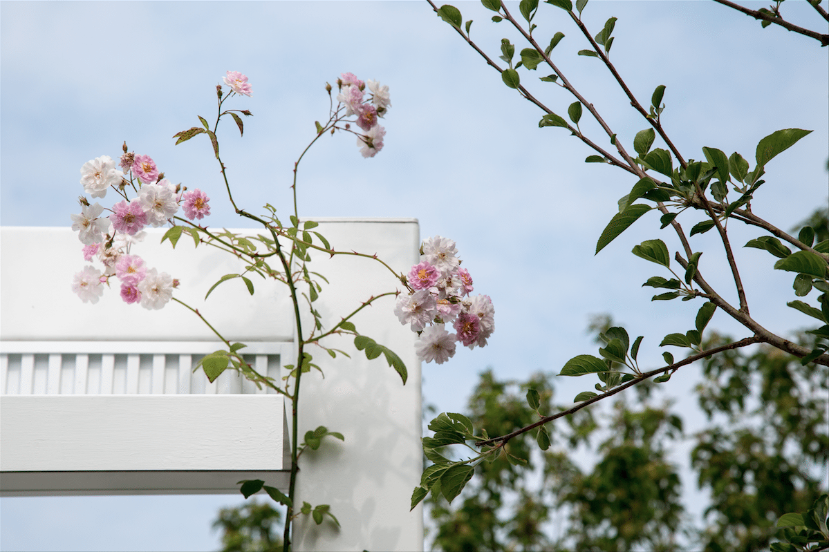 Chelsea Flower Show by Stephanie Sadler, Little Observationist