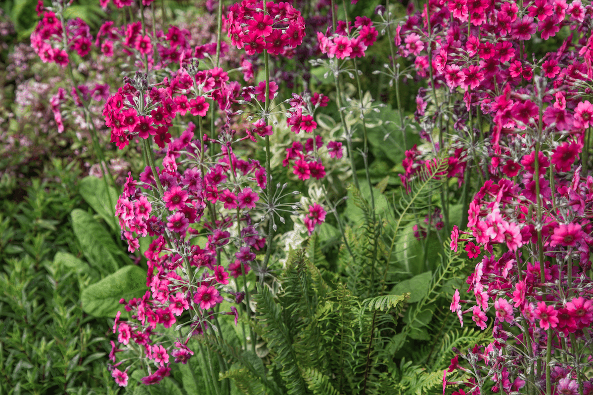 Chelsea Flower Show by Stephanie Sadler, Little Observationist