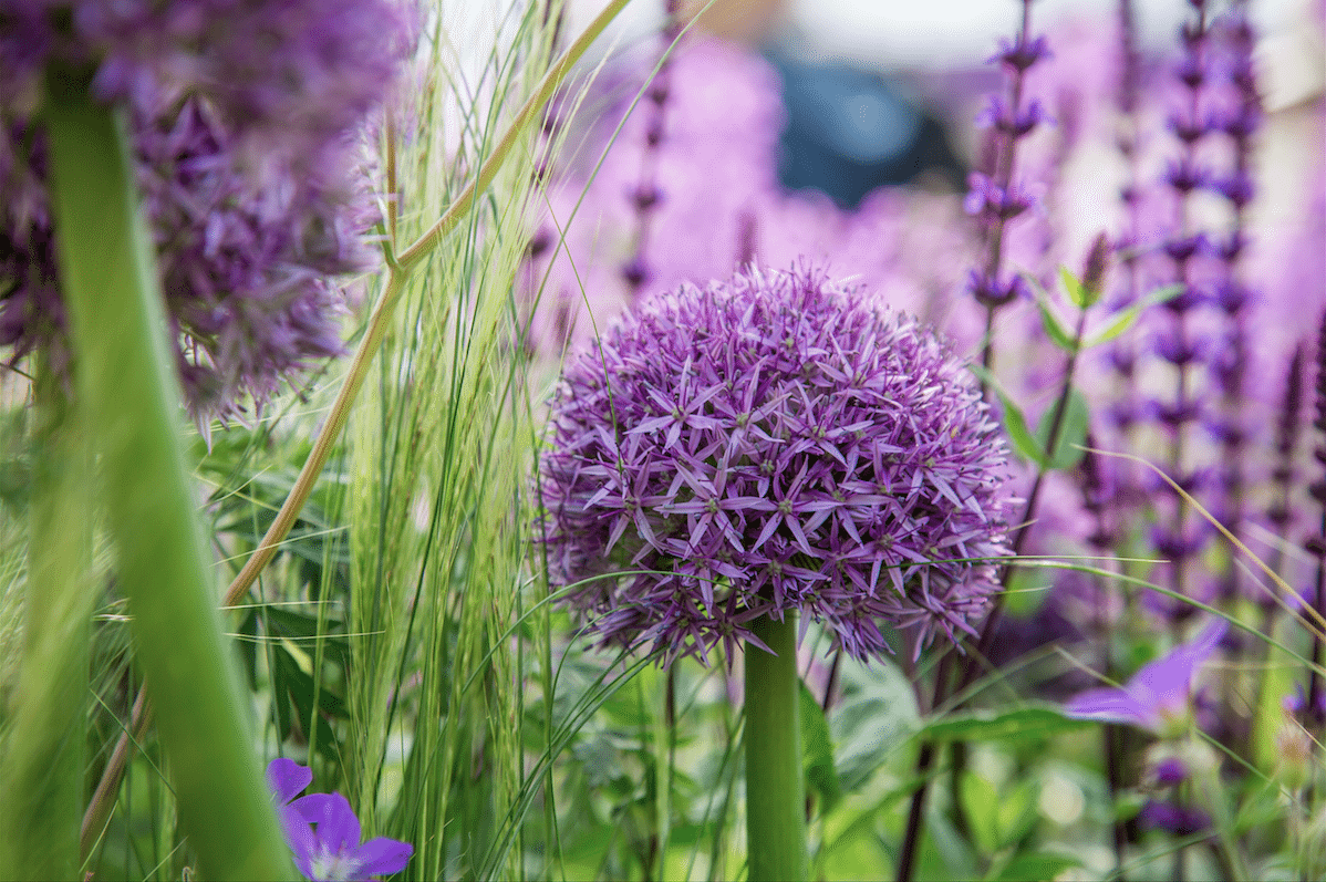 Chelsea Flower Show by Stephanie Sadler, Little Observationist