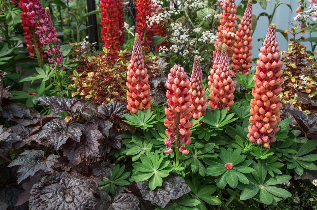 Chelsea Flower Show by Stephanie Sadler, Little Observationist