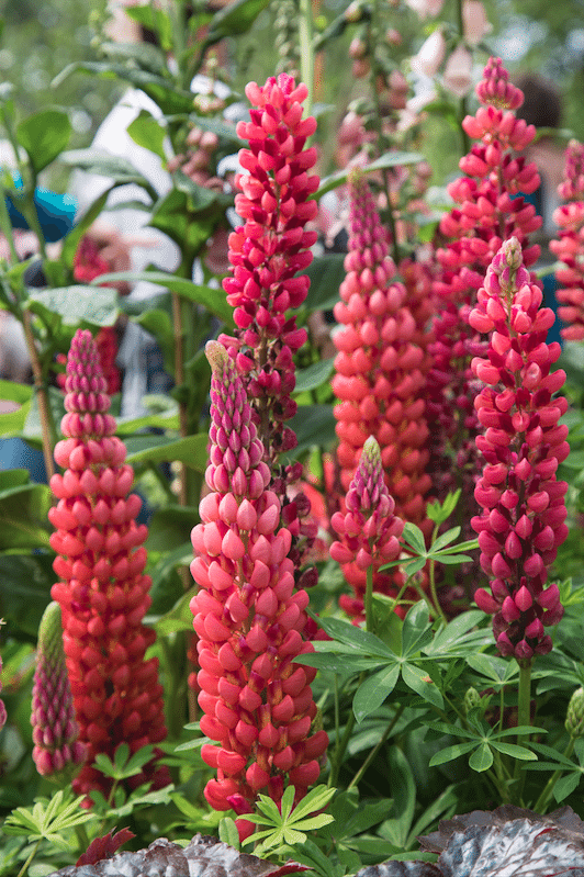 Chelsea Flower Show by Stephanie Sadler, Little Observationist