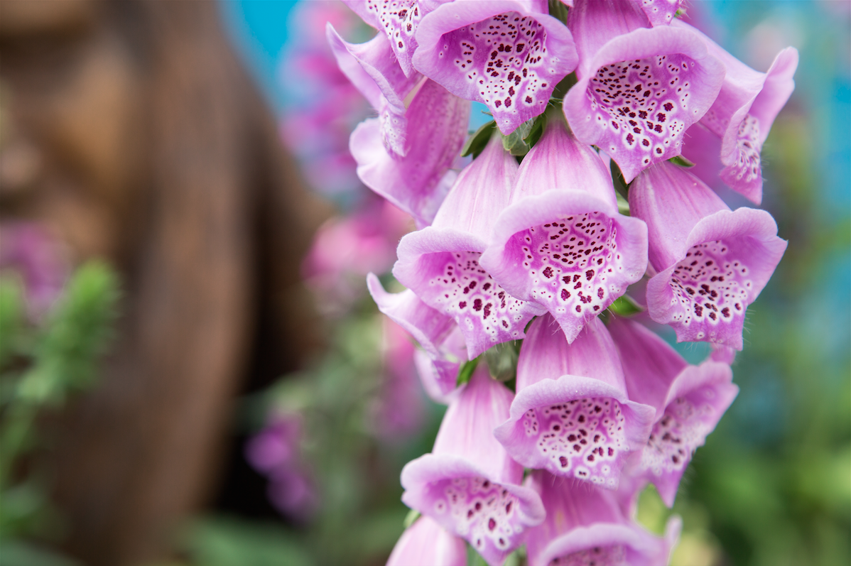 Chelsea Flower Show by Stephanie Sadler, Little Observationist