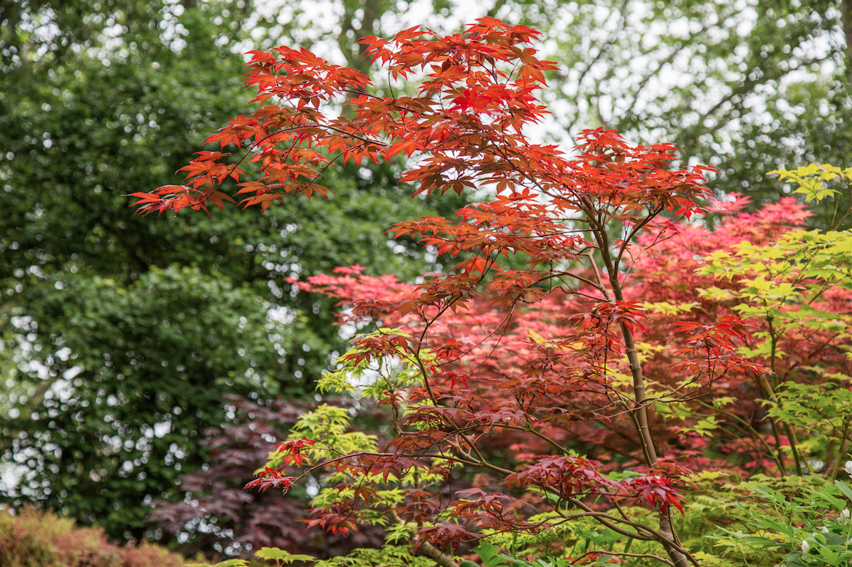 Chelsea Flower Show by Stephanie Sadler, Little Observationist