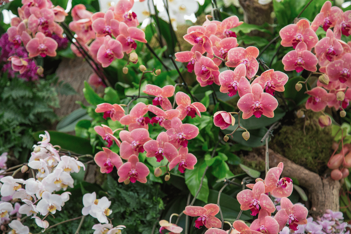 Chelsea Flower Show by Stephanie Sadler, Little Observationist