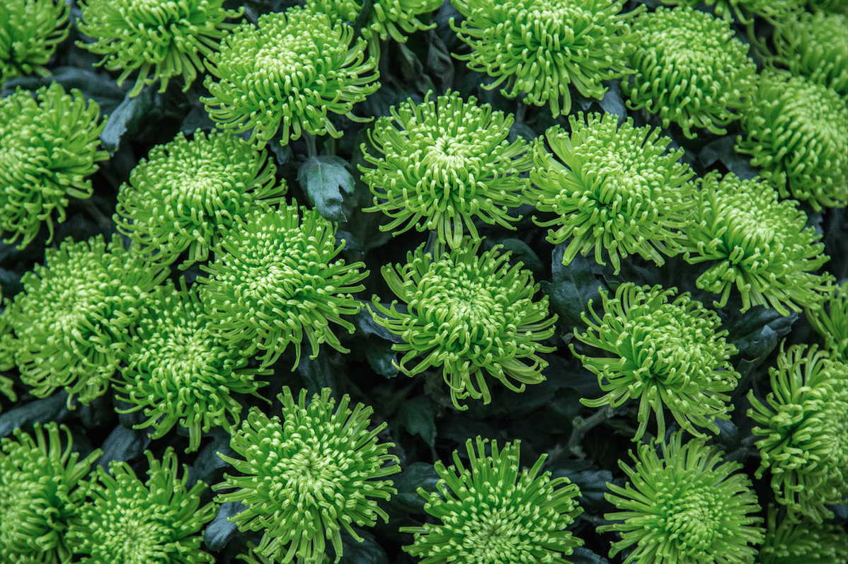 Chelsea Flower Show by Stephanie Sadler, Little Observationist