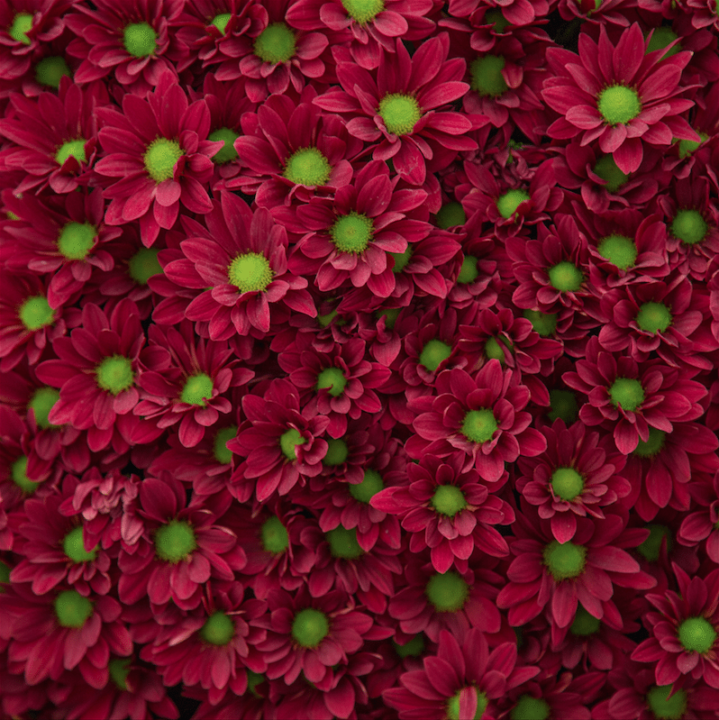 Chelsea Flower Show by Stephanie Sadler, Little Observationist