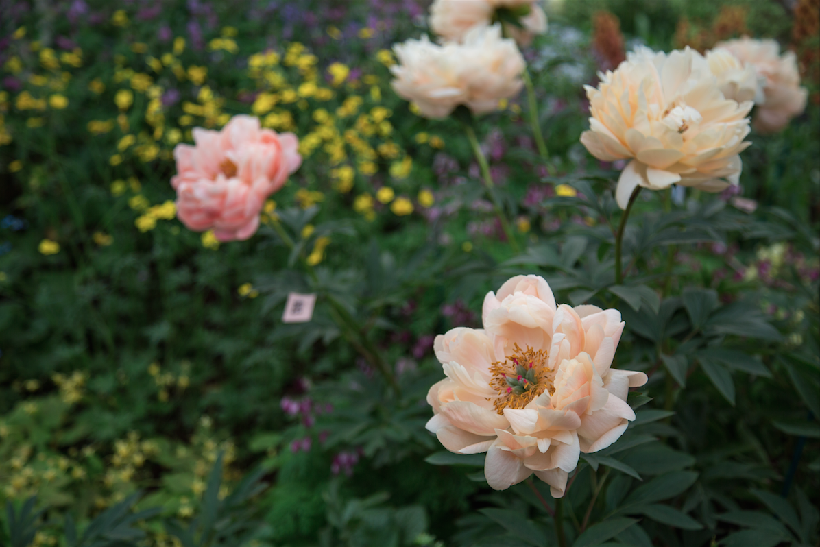 Chelsea Flower Show by Stephanie Sadler, Little Observationist