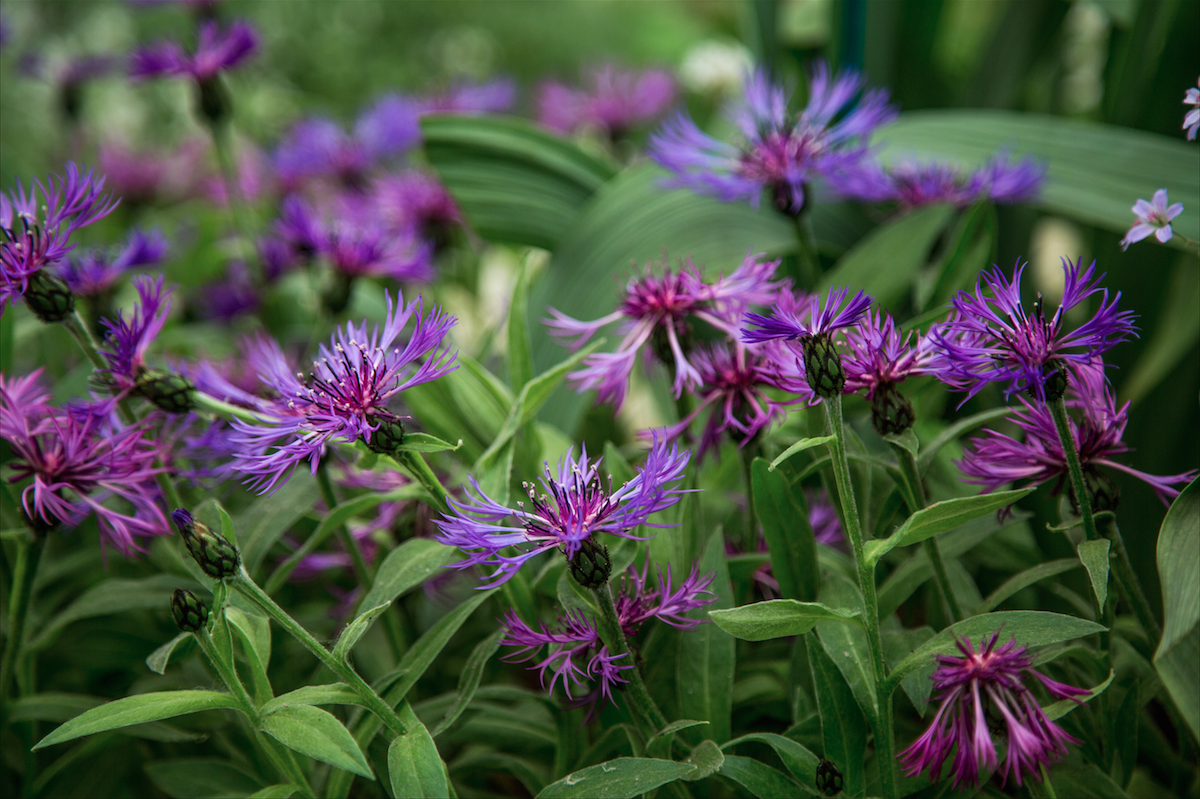 Chelsea Flower Show by Stephanie Sadler, Little Observationist