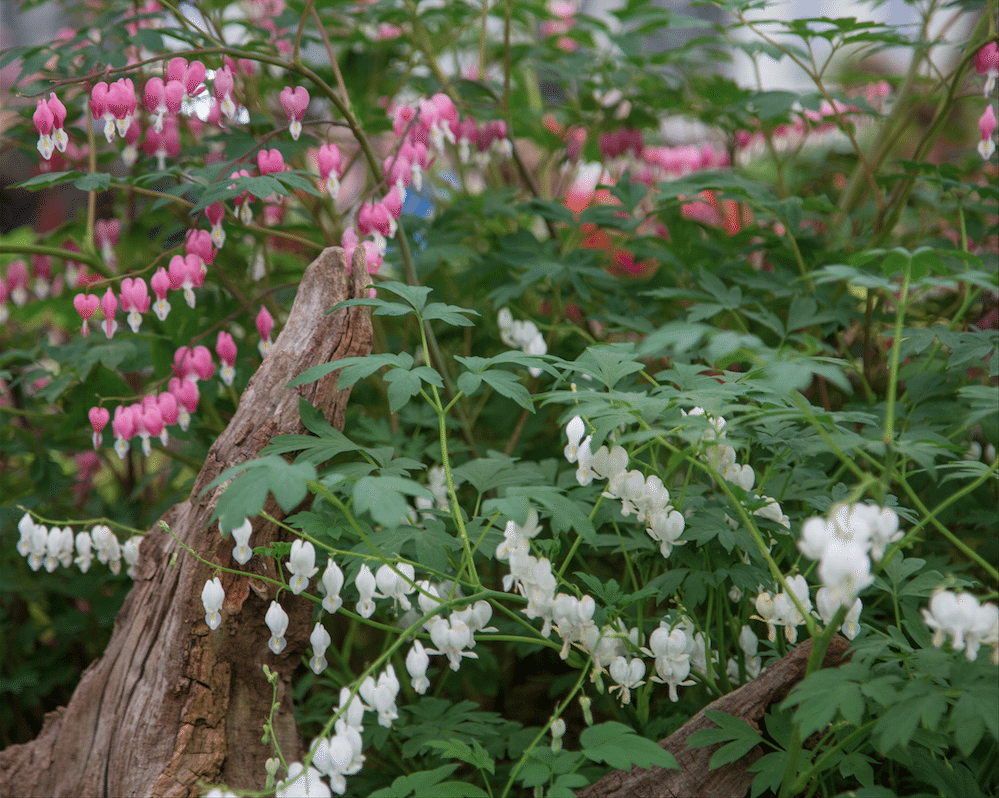 Chelsea Flower Show by Stephanie Sadler, Little Observationist