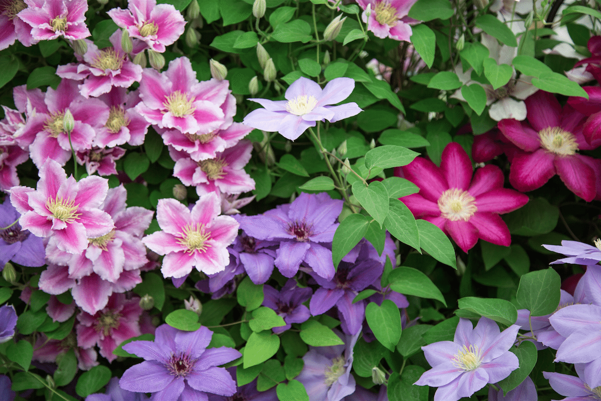 Chelsea Flower Show by Stephanie Sadler, Little Observationist