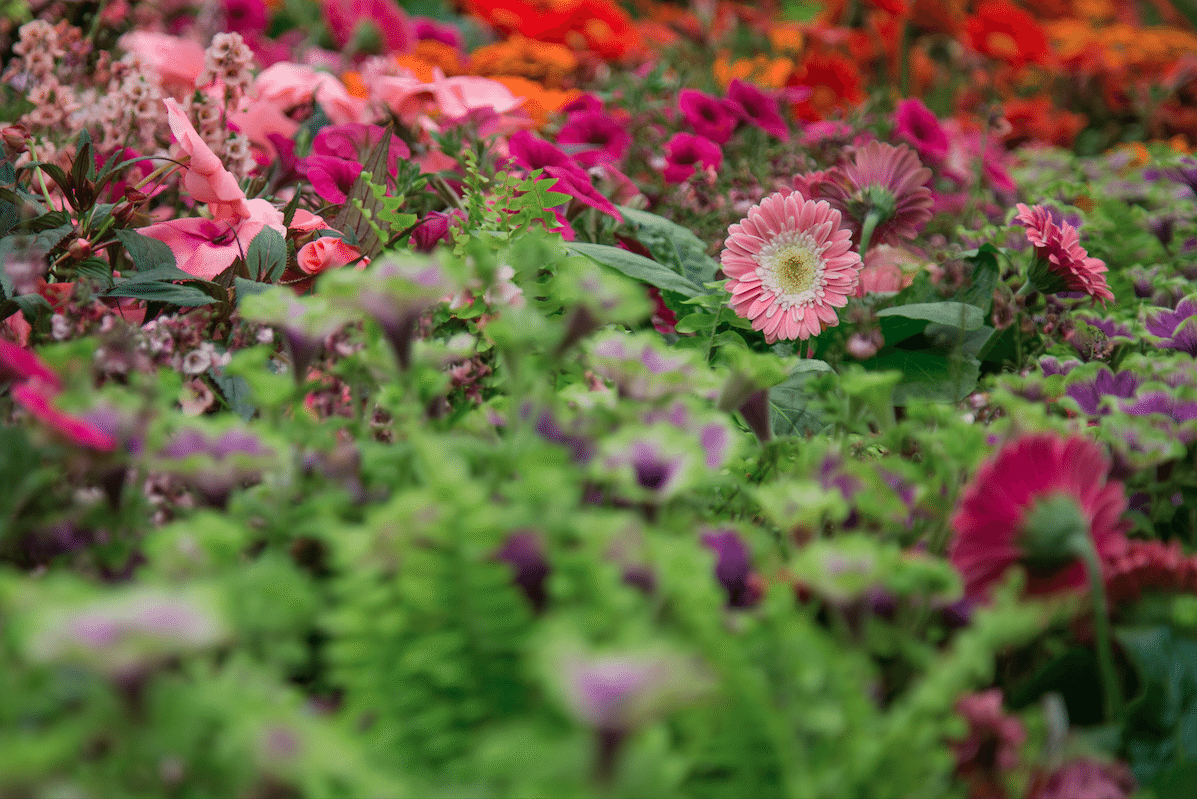 Chelsea Flower Show by Stephanie Sadler, Little Observationist