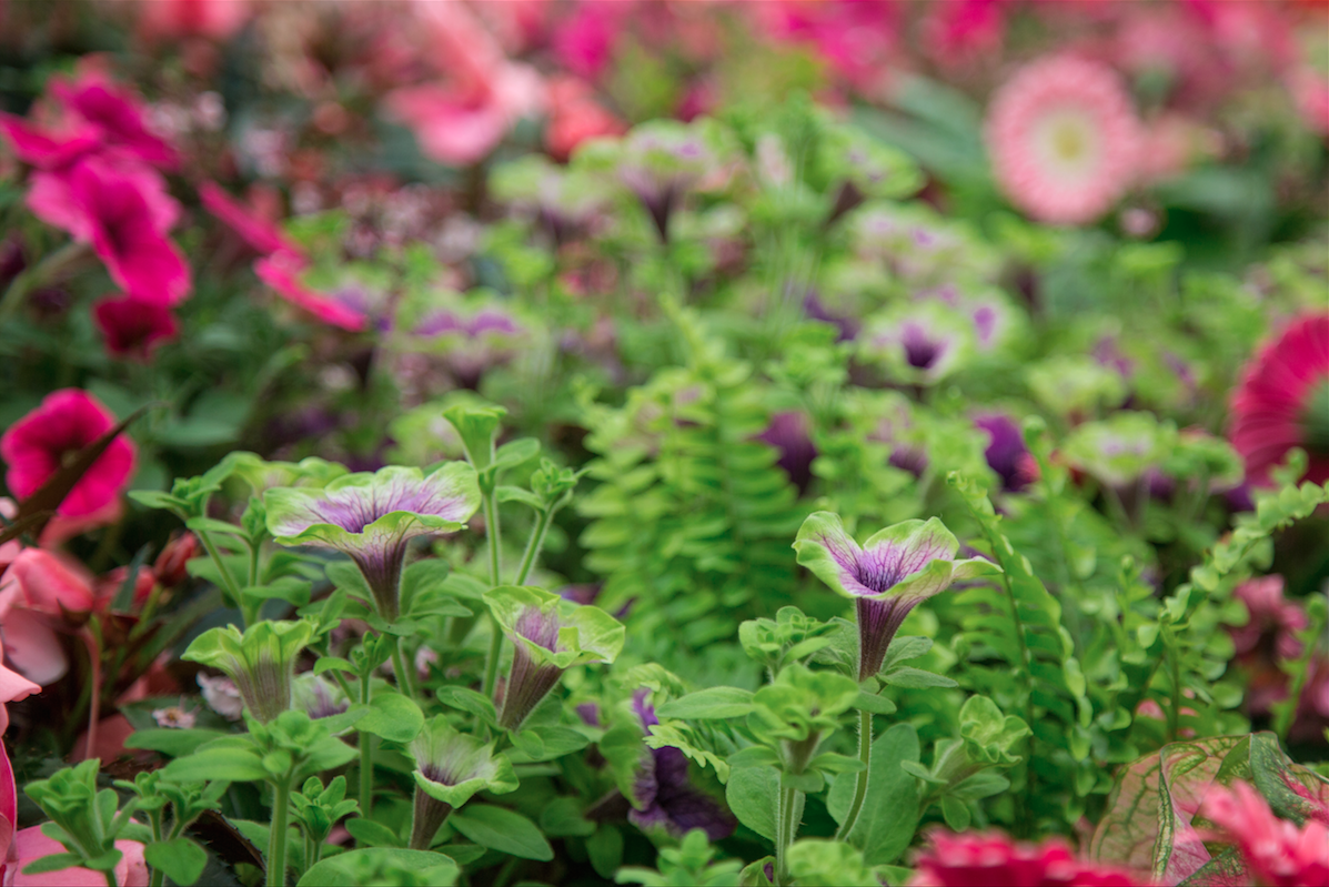 Chelsea Flower Show by Stephanie Sadler, Little Observationist