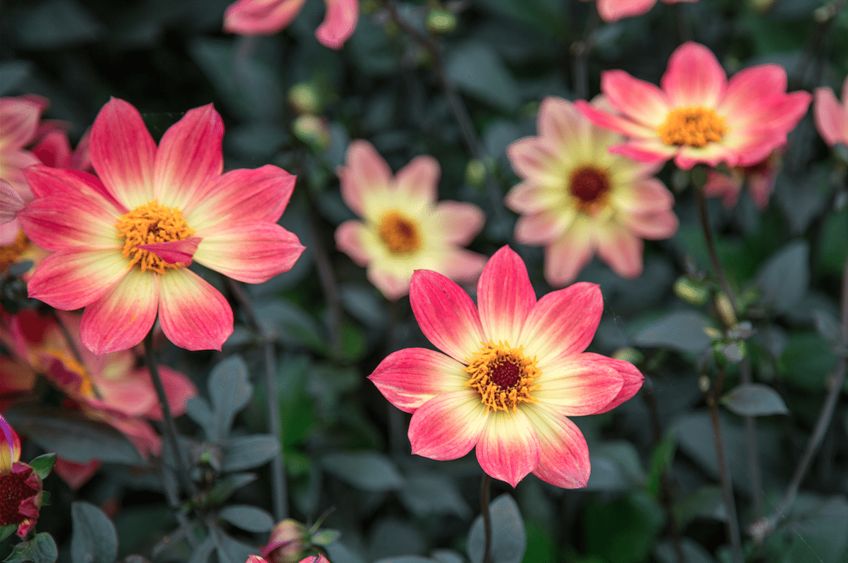 Chelsea Flower Show by Stephanie Sadler, Little Observationist