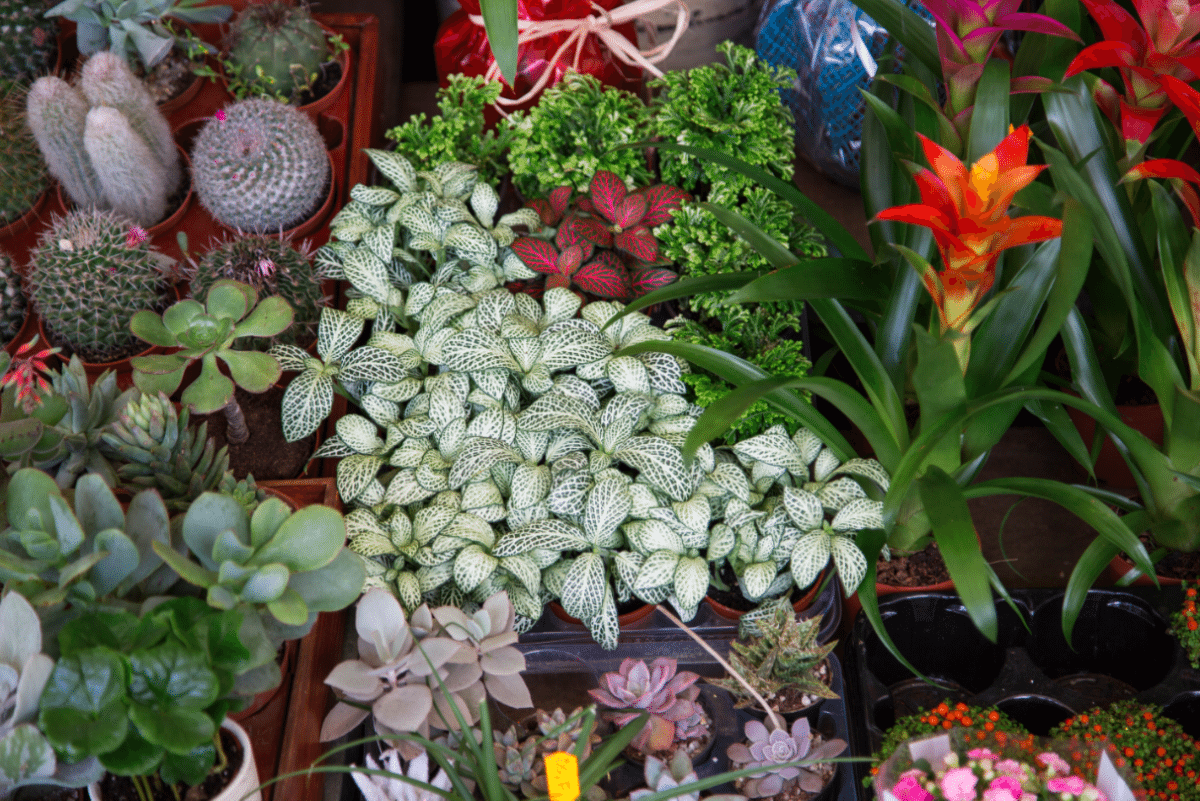 Tenerife - La Laguna Market by Stephanie Sadler, Little Observationist