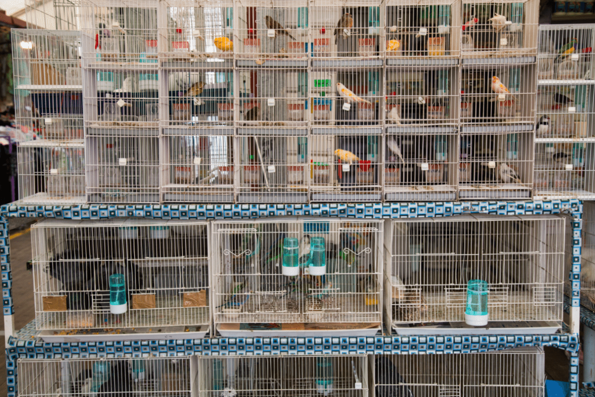 Tenerife - La Laguna Market by Stephanie Sadler, Little Observationist