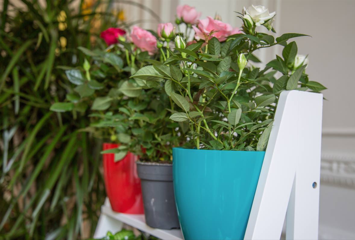 Joy of Plants by Stephanie Sadler, Little Observationist3