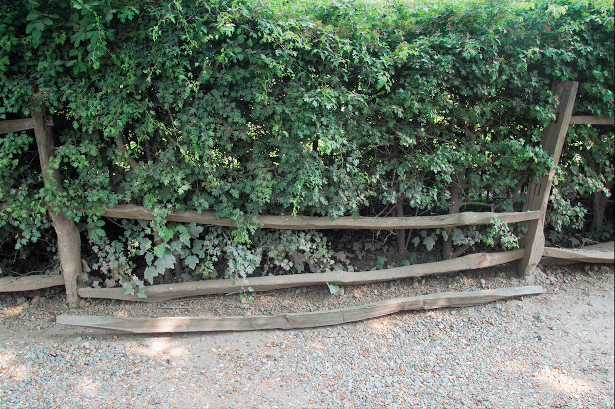 Petersham Nurseries, London by Stephanie Sadler, Little Observationist