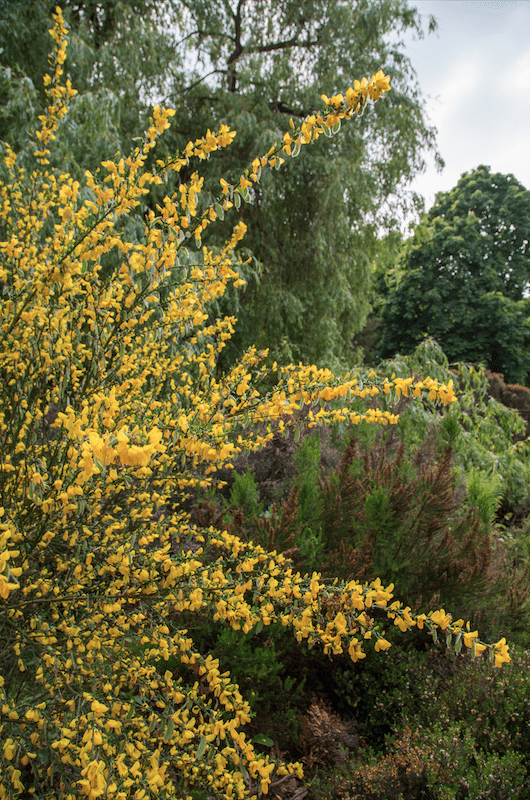 Isabella Plantation by Stephanie Sadler, Little Observationist