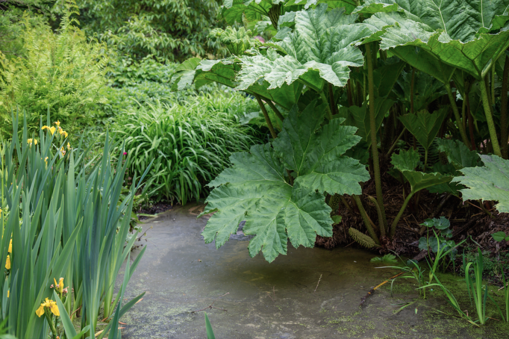 Isabella Plantation by Stephanie Sadler, Little Observationist