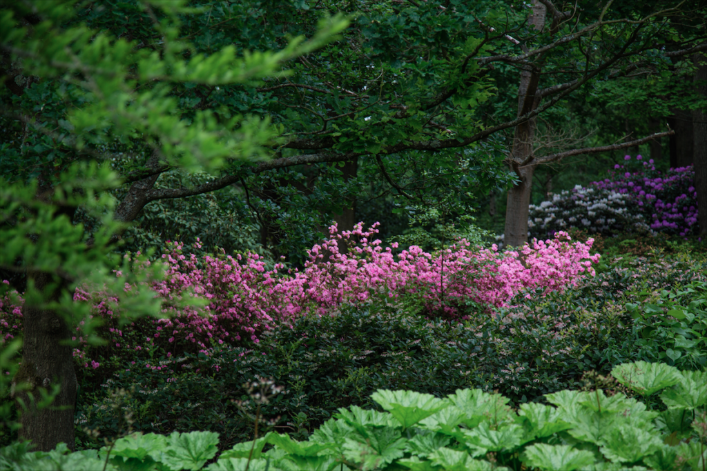 Isabella Plantation by Stephanie Sadler, Little Observationist