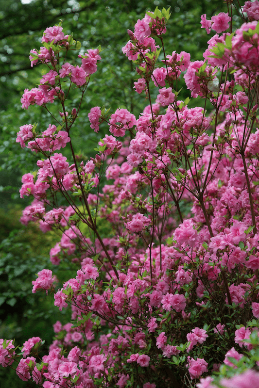 Isabella Plantation by Stephanie Sadler, Little Observationist