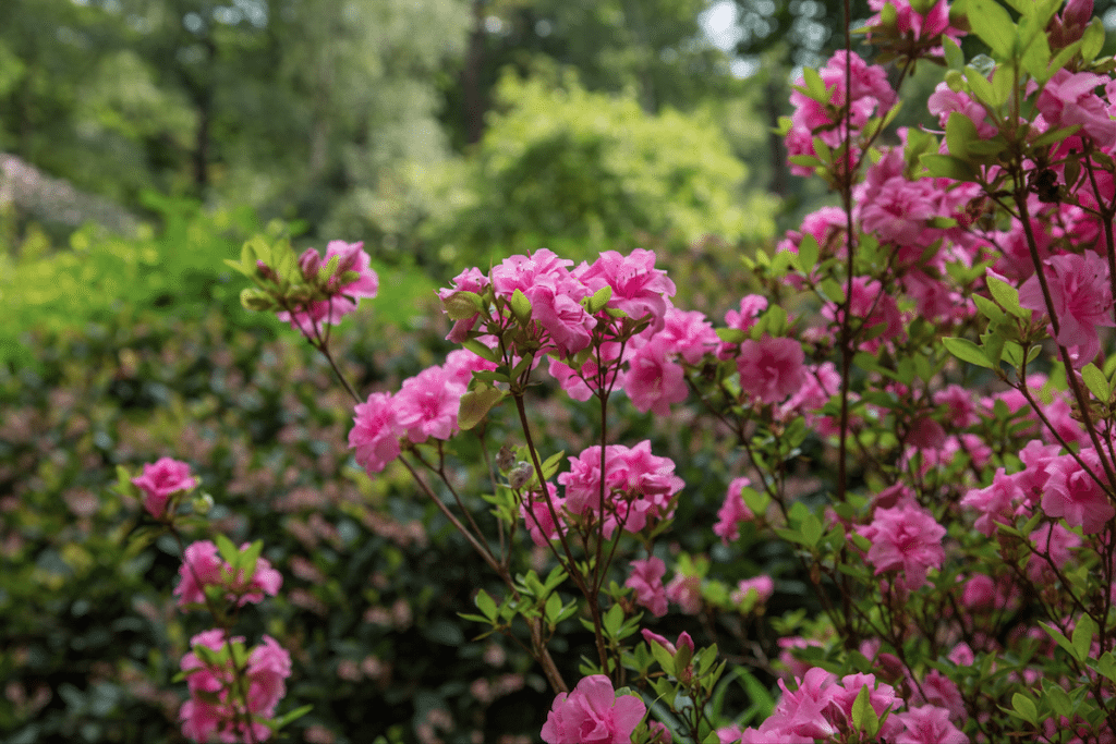 Isabella Plantation by Stephanie Sadler, Little Observationist