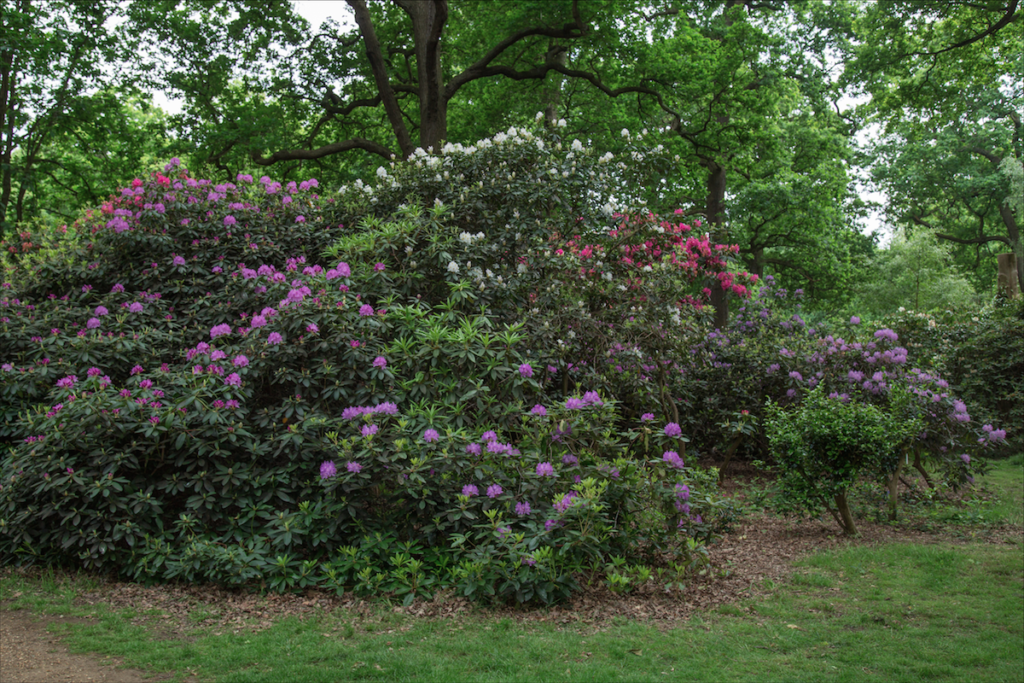 Isabella Plantation by Stephanie Sadler, Little Observationist