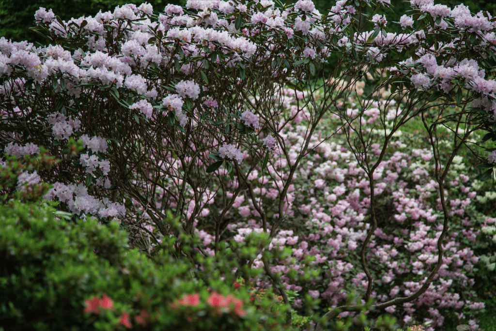 Isabella Plantation by Stephanie Sadler, Little Observationist