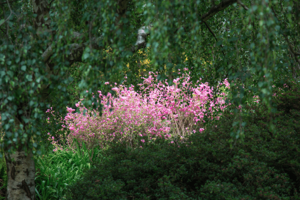 Isabella Plantation by Stephanie Sadler, Little Observationist