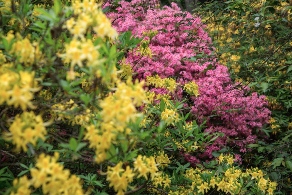 Isabella Plantation by Stephanie Sadler, Little Observationist