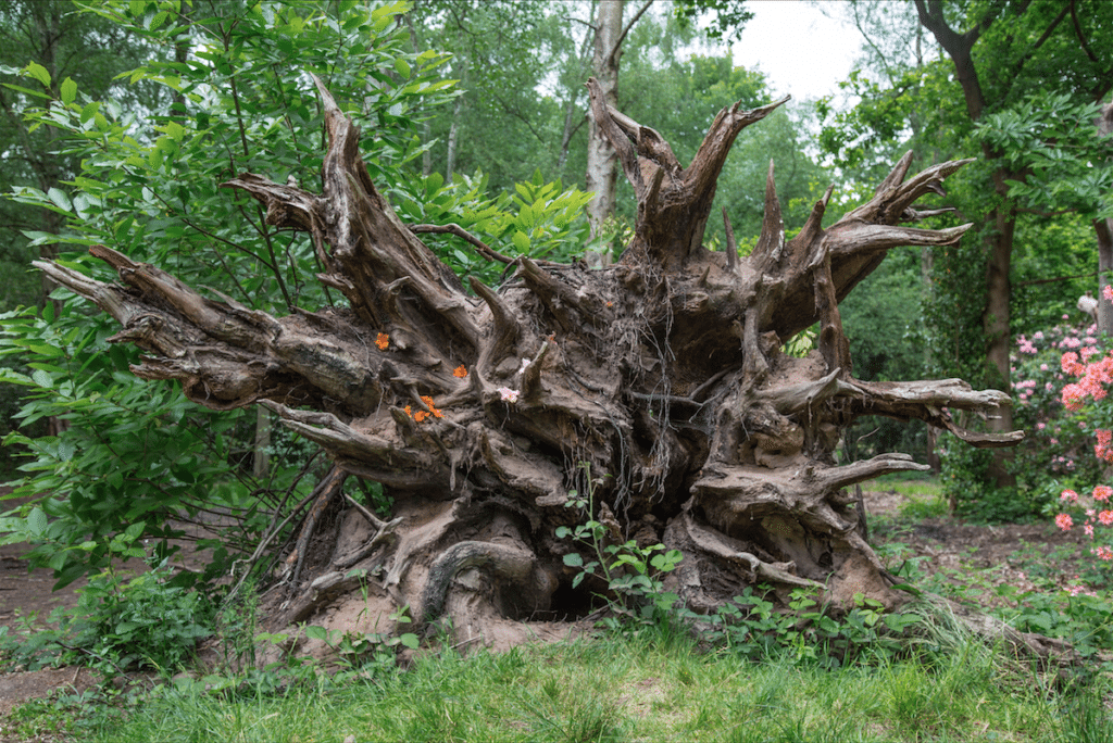 Isabella Plantation by Stephanie Sadler, Little Observationist